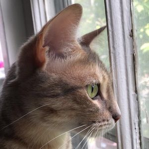 Meet your Posher, Sierra